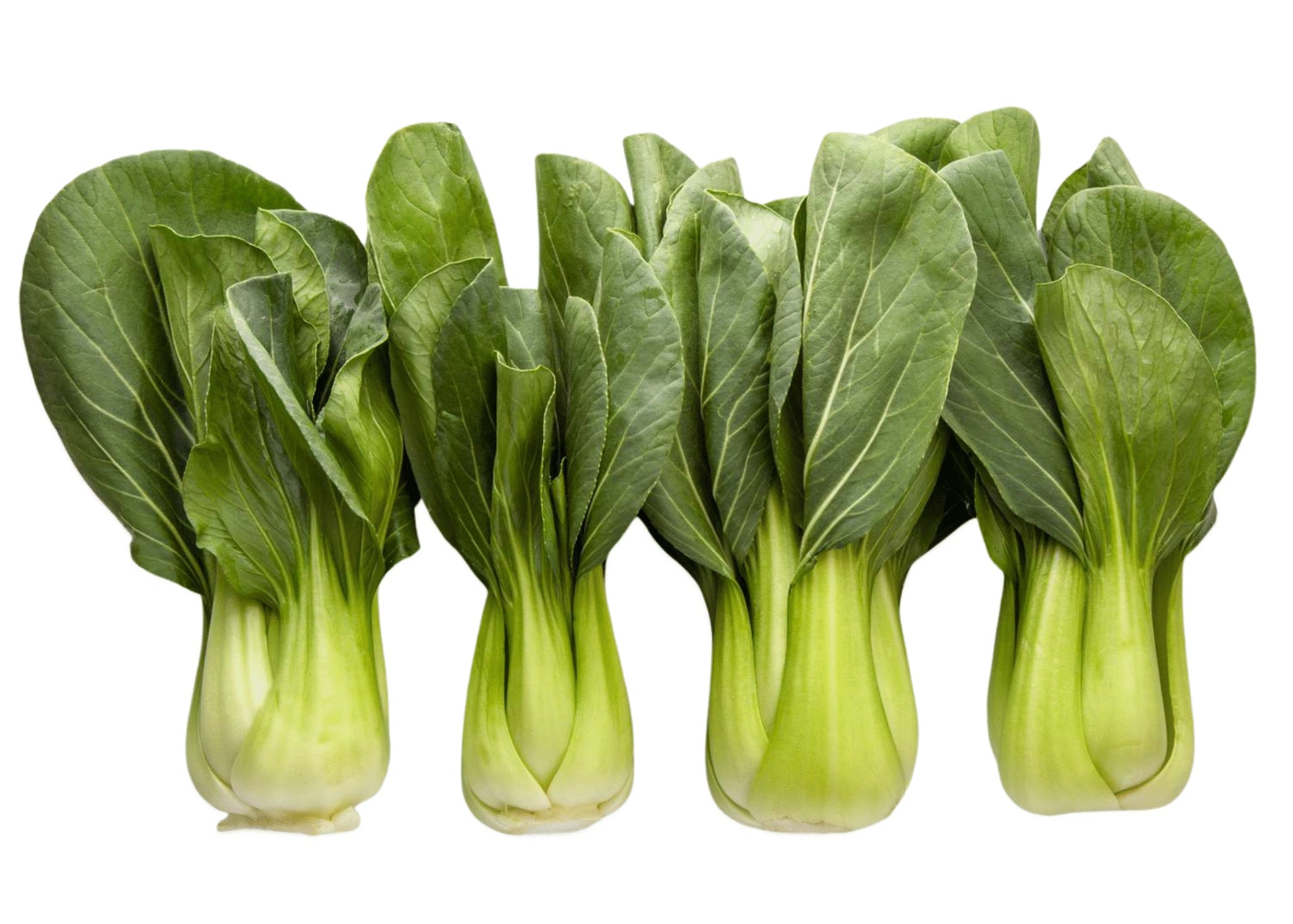 Bok Choy 小白菜