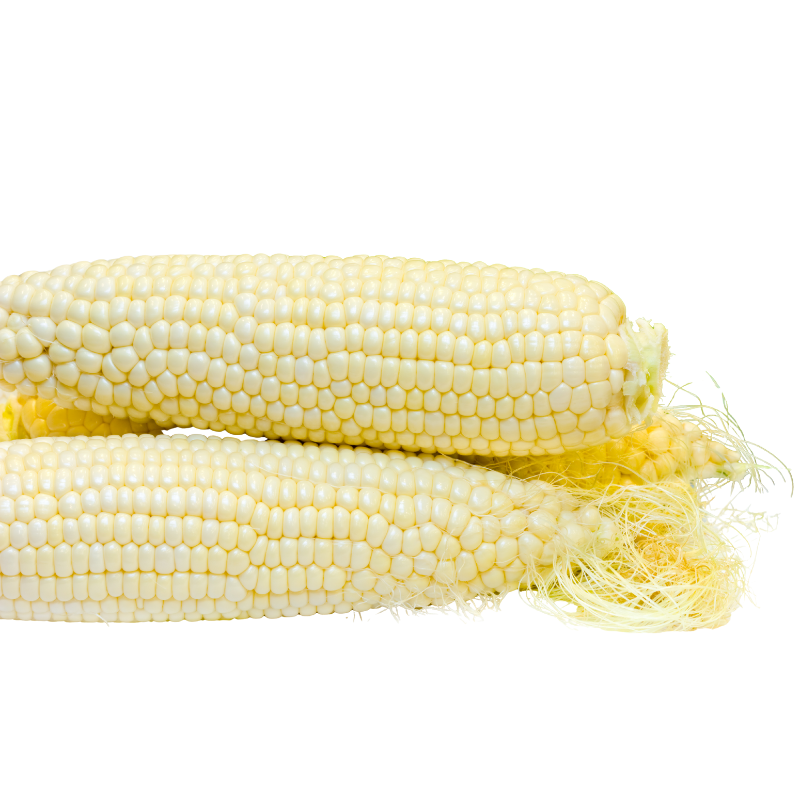 Cameron Highland White Corn 白玉米